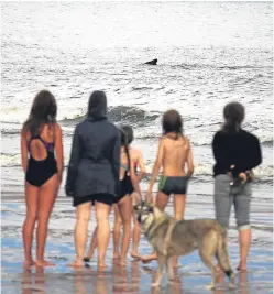  ??  ?? A family watches a whale breach the surface near St Cyrus.