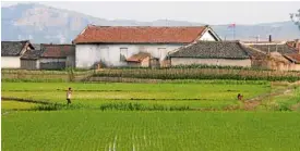  ?? —REUTERS ?? BETTER DAYS A North Korean farm in Sinuiju town, opposite the Chinese border city of Dandong, before the drought that forced production to drop last year.