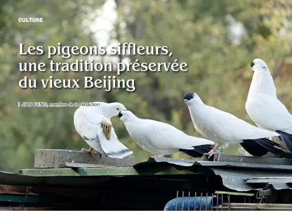  ??  ?? Les sifflets sont attachés aux plumes de la queue des pigeons.