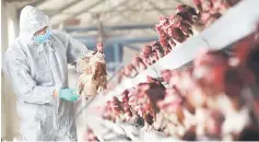  ??  ?? A quarantine researcher checks on a chicken at a poultry farm in Xiangyang, Hubei province. Chinese chicken prices sank to their lowest level in more than a decade yesterday as fears grow about the spread of bird flu, hurting meat producers’ share...