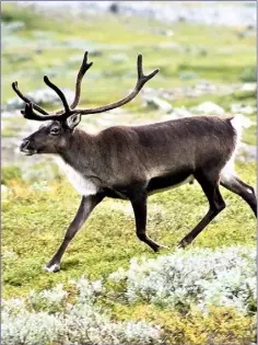  ??  ?? Male, female and juvenile Reindeer are adorned with a set of antlers.