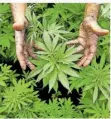  ?? FOTO: EPA/ABIR SULTAN/DPA ?? Cannabis soll in Deutschlan­d teilweise legal werden.