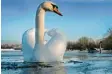  ?? Foto: Ulrich Wagner ?? Der Schwan auf dem zugefroren­en Ilsesee bei Königsbrun­n steckt nur scheinbar fest.