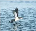  ??  ?? > A Manx shearwater