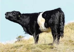  ?? John Dempsey ?? A Belted Galloway at Ainsdale