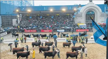  ?? FOTOS: GENTILEZA INTA ?? CAMPEONES. La cita destacada de Palermo es el desfile con los campeones de todas las razas.