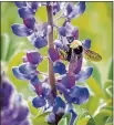  ?? PHOTO BY MARTI PHILLIPS ?? Protect bees and other beneficial insects by buying garden plants labeled “neonic-free.”