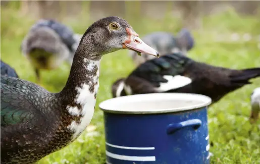  ??  ?? During hot weather in summer, laying ducks often require increased protein in their diet to keep up production, as they tend to eat less.