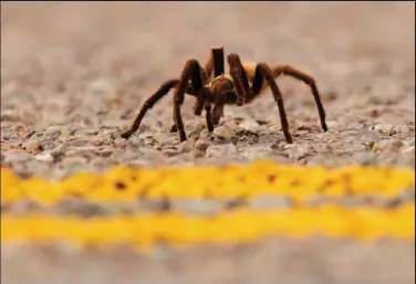  ?? Getty Images ?? Why did the tarantula cross the road? It’s mating season in southeaste­rn Colorado, when males emerge from their burrows looking for love. This Texas brown tarantula, also called Oklahoma brown, is the kind that will be cruising around La Junta this month, although this one was photograph­ed in Big Bend National Park in Texas.