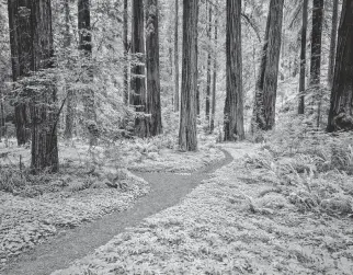  ?? PATRICIA ELAINE THOMAS TNS ?? Paths lined by clover and ferns lead through Prairie Creek Redwoods State Park, which is part of the Redwood National and State Parks cluster in Northern California.