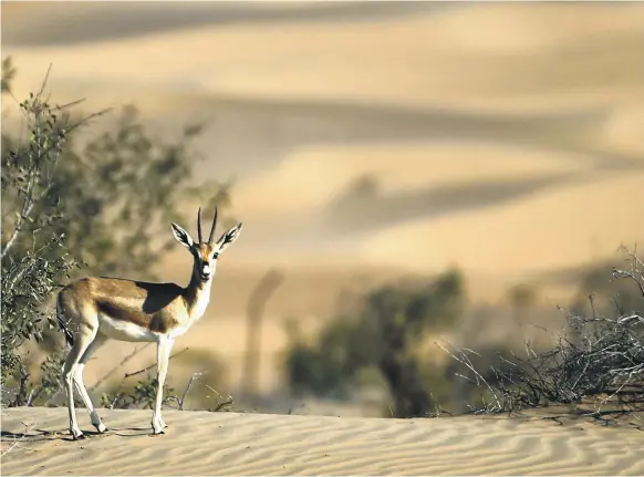  ?? AFP ?? When the concept is fully realised by 2030, Marmoom Reserve will be a resort that will feature the UAE’s natural heritage, including the sand gazelle