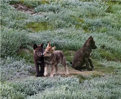  ??  ?? A wolf on the hunt for caribou in northern Yukon’s Barn Mountains ( opposite) is interrupte­d by a northern harrier protecting its nest. Siblings socialize near their den ( above).