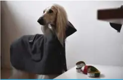  ??  ?? A greyhound dog wearing an outfit of Italian designer Temellini Milano.