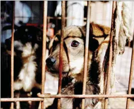  ?? ?? The scope for updates in existing legislatio­ns around protection of animals cannot be denied