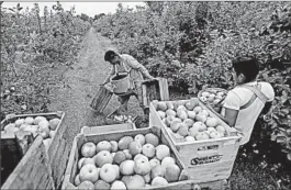  ?? MIKE GROLL/AP ?? Workers harvest apples at Samascott Orchards in Kinderhook, N.Y. Revised U.S. economic numbers show consumers, businesses and government are spending more.