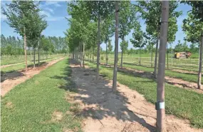  ??  ?? Arbre Technologi­es, Inc. devices deployed at Leaves Inspired Tree Nursery in Chilton.