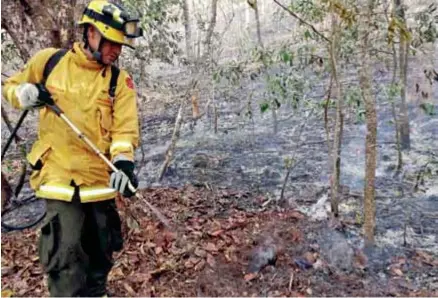  ??  ?? SECUELAS. El flagelo destruyó alrededor de 3.500 hectáreas.