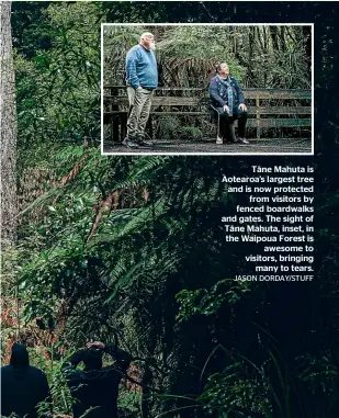  ?? JASON DORDAY/STUFF ?? Ta¯ ne Mahuta is Aotearoa’s largest tree and is now protected from visitors by fenced boardwalks and gates. The sight of Ta¯ne Mahuta, inset, in the Waipoua Forest is awesome to visitors, bringing many to tears.