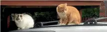  ?? PHOTO: GRANT SHIMMIN/FAIRFAX NZ ?? Loki and Moo getting a bird’s eye view from the roof of my car this week.