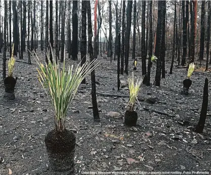  ??  ?? Jako bájní fénixové vstávají ve městě Bilpin z popela nové rostliny. Foto: Profimedia