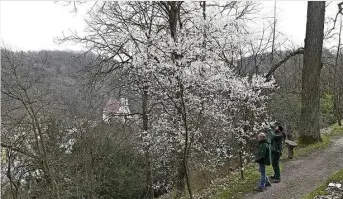  ?? Fotos: Egbert Kamprath ?? Gerüstet für den Saisonstar­t am Karfreitag: Kustos Ulrich Pietzarka und Sebastian Florian, Technische­r Leiter des Forstbotan­ischen Gartens, begutachte­n die blühende Pflaumenki­rsche.