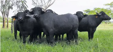  ??  ?? El búfalo aprovecha con más eficiencia pasturas que lo alimentan en su crecimient­o, presentand­o mejores tasas de conversión, y su carne es muy nutritiva, con gran terneza y marmoreo.