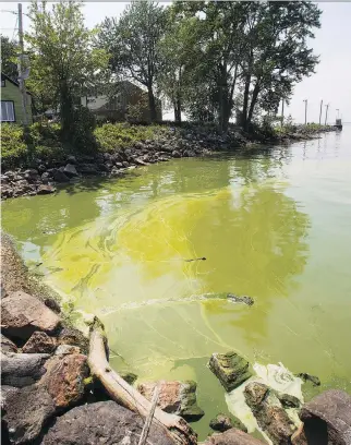  ?? JOHN KENNEY FILES ?? While some promoters claim algae has health benefits and can cure conditions like hypertensi­on, depression, cancer or ALS, studies show such effects fail in clinical trials with humans, Joe Schwarcz says.