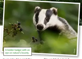  ??  ?? A bolder badger with an eye on nature’s bounty.