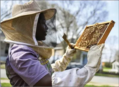  ?? (Arkansas Democrat-Gazette/Stephen Swofford) ?? Ashlynn Bowman checks a frame for the queen bee while preparing a hive for spring in Little Rock on Wednesday.