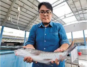  ?? ?? Fadhil with an adult red tilapia that can grow to 500g and fetch rm10 per kg.