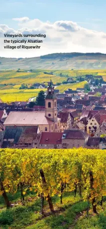  ??  ?? Vineyards surroundin­g the typically Alsatian village of Riquewihr