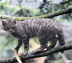  ??  ?? ENDANGERED: The Scottish wildcat is 70 times rarer than the Bengal tiger