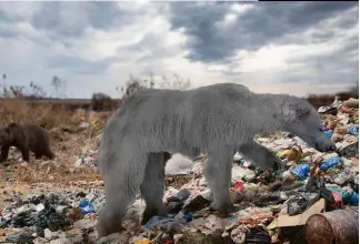  ??  ?? Los osos polares se hibridarán con los osos grizzly, su pelaje será menos blanco y su hocico se agrandará para ayudarles a olfatear el escaso alimento disponible.