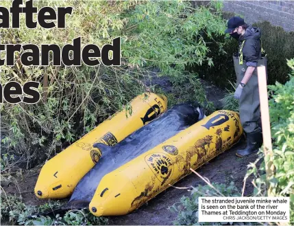  ?? CHRIS JACKSON/GETTY IMAGES ?? The stranded juvenile minke whale is seen on the bank of the river Thames at Teddington on Monday