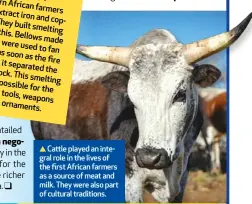  ?? ?? Cattle played an integral role in the lives of the first African farmers as a source of meat and milk. They were also part of cultural traditions.