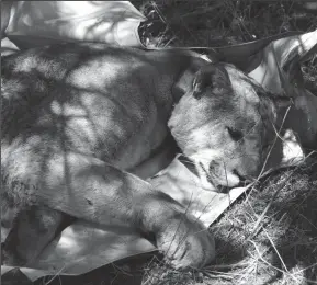  ?? INSTITUTE FOR WILDLIFE STUDIES ?? This mountain lion, known as No. 166, lives in Modoc National Forest and mainly feeds off wild horses in the Devil’s Garden. In this photo, he is just about to wake up and scamper off after being anesthetiz­ed so that wildlife biologists can record his vitals.