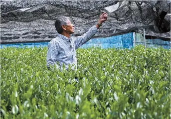  ??  ?? Tea farmer Yoshio Shoji checks a net over a matcha tea field in Fujieda. — AFP