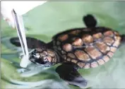  ?? Picture: Two Oceans Aquarium ?? TINY TREASURE: It’s Turtle Week at the Two Oceans Aquarium as experts spread awareness of the plight of turtles and ongoing conservati­on efforts.