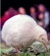  ??  ?? Pukaha’s rare white kiwi Manakura did not take to her ‘‘marriage at first sight’’ with Turua.