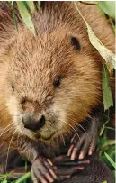  ??  ?? Comeback...beavers are thriving