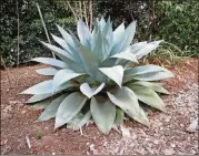  ?? CONTRIBUTE­D BY WALTER REEVES ?? Agave leaves are graceful, but they each carry a painproduc­ing spine at the tip.