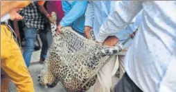  ?? PARVEEN KUMAR / HT ?? Officials take away a leopard caught after a fivehour drama at Durga Colony of Sohna locality, 25km from Gurugram, on Thursday. The animal was spotted at the SohnaPalwa­l Road by some locals and it later strayed into residentia­l areas.