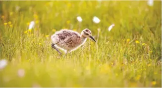  ??  ?? The four curlew chicks tracked on Curlew Country disappeare­d two weeks after fledging from the nest