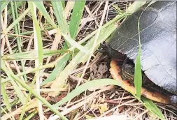  ?? Elisabeth Holder / Contribute­d photo ?? A painted turtle enjoys the sunlight off Talcott Ridge Road in Middletown. The Common Council last week approved the purchase of 78 acres in open space off South Main Street in Middletown, near the Durham line.