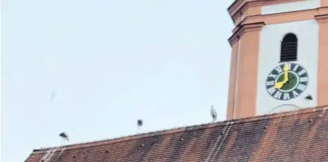  ??  ?? Auf den Dächern der Krumbacher Kirche St. Michael und des benachbart­en Schlosses versammeln sich in jüngster Zeit immer wieder viele Störche. Dieses Foto hat Mesner Gerhard Heinisch auf seine Facebook-Seite gestellt.