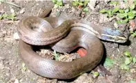  ??  ?? Lamprophis, capensis or the brown house snake.