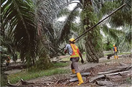  ??  ?? Hong Leong Investment Bank says the potential detachment of Federal Land Developmen­t Authorityr­elated land from Felda Global Ventures Holdings Bhd (FGV) is positive for FGV’s near-term share price.