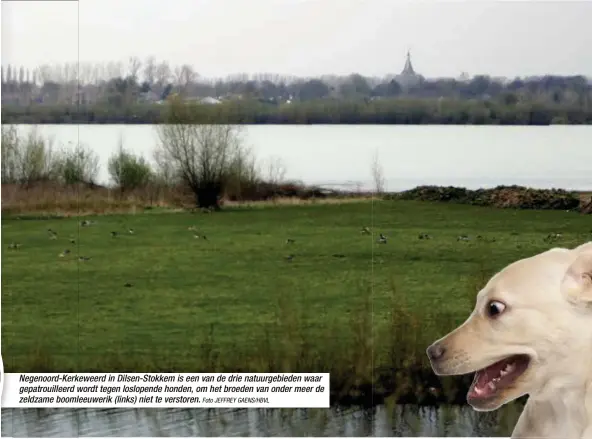  ?? Foto JEFFREY GAENS/HBVL ?? Negenoord-Kerkeweerd in Dilsen-Stokkem is een van de drie natuurgebi­eden waar gepatrouil­leerd wordt tegen loslopende honden, om het broeden van onder meer de zeldzame boomleeuwe­rik (links) niet te verstoren.
