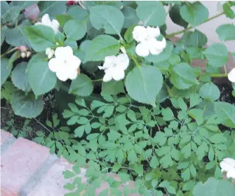  ??  ?? The ferny foliage of corydalis creates a lacy framing for impatiens in a brick planter.