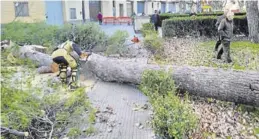  ?? DIPUTACIÓN DE ZARAGOZA ?? La caída de un árbol afectó al tendido eléctrico y telefónico en Calatorao.